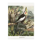 J. Jeffery Print Galleryのオカメインコ Clear File Folder