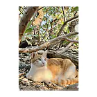 ちょろ母ねこ写真グッズの阿嘉島ねこ1 Clear File Folder