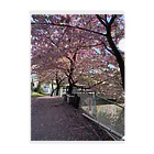 慶の桜の季節 Clear File Folder