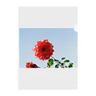 サチンカメラの赤いダリア Clear File Folder