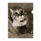 Kitty-Kitty(キティキティ)のどんぐりおめめの福ちゃん Clear File Folder