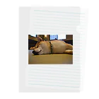 oochan03の柴犬 Clear File Folder