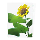 Dusk_and_DawnのSunflower02 Clear File Folder