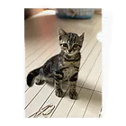 THE TASEKIのねこのニコ　そのさん Clear File Folder