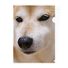 tamanikawaii_shibainuのすまし顔の柴犬♂ Clear File Folder