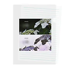 蛍石のhydrangeas Clear File Folder