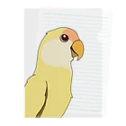 kobirdのコザクラインコ〜クリームルチノー〜 Clear File Folder