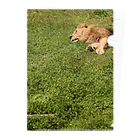 kamakiri3の草原のライオン Clear File Folder