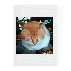 K39SHOPの先輩猫 茶太郎 Clear File Folder