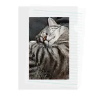 Grayのふてぶてしい猫です｡ Clear File Folder