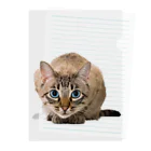 bitpiyoのねこちゃん Clear File Folder