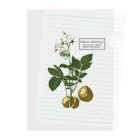 たくみのグッズショップのジャガイモ（Solanum tuberosum） Clear File Folder