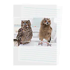 いおりとチャンネル🦉のいお🦉りと🦉 クリアファイル