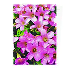 LalaHangeulの野の花シリーズ　道端の花 Clear File Folder