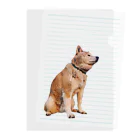 愛犬太郎のグッズの黄昏太郎【柴犬】 Clear File Folder