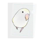 まめるりはことりのコザクラインコ　バイオレットパイドちゃん【まめるりはことり】 Clear File Folder