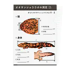 Kanon Tanakaのオオサンショウウオをまなぼう クリアファイル