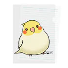 *KAKAPO*の*KAKAPO*のふんわりオカメインコちゃん(るちの) Clear File Folder