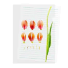 prism cityの花標本 サーモンピンクのチューリップ クリアファイル