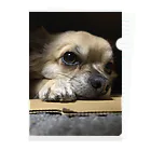 fawntokinakoのファイル:ふぉーん Clear File Folder