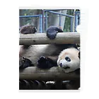 gackeyのおっとっと PANDA Clear File Folder