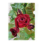 猫のhananyanの薔薇が咲いた～薔薇が咲いた～真っ赤な薔薇が～♩ Clear File Folder