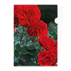 その日暮らし。の薔薇のお花 深紅 Clear File Folder