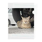 shirado_kazukiの猫のひとやすみ Clear File Folder