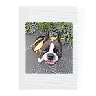 Laikathebostonterrierのおさんぽライカ2 Clear File Folder