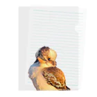 Sunny Heart　野生動物保護 wildlife carerのクックバラ　クックちゃん Clear File Folder