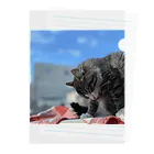 たびねこ蜜柑のたびねこ蜜柑 Clear File Folder