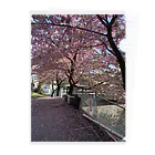 慶の桜の季節 Clear File Folder