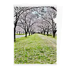 mike2323の桜並木道 Clear File Folder