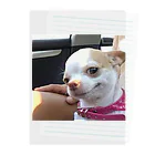 Chihuahua shopのChihuahua Clear File Folder