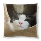 三毛猫の朝と黒猫の夜@好奇心倶楽部の三毛猫の朝クッション Cushion