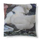 ウズうこハウスのみんな仲良く？ Cushion