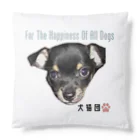 kossat-shopの保護猫源ちゃんデビュー！ Cushion