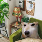 tamanikawaii_shibainuのすまし顔の柴犬♂ クッション