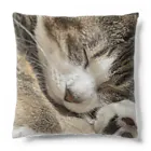 あゆのしおやきの猫(キジシロ) Cushion