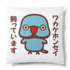 いんこ屋堂のワカケホンセイインコ飼っています（ブルー♂） Cushion