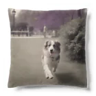 _ryosuke_tvの愛犬 Cushion