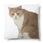 Mashlyのマシロくん猫グッズ Cushion