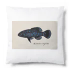 Serendipity -Scenery In One's Mind's Eye-のElassoma evergladei on the paper Cushion