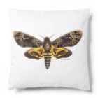 insectech.comのクロメンガタスズメ Cushion