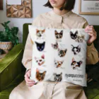 保護猫カフェ　にゃんプチーノの2022年　にゃんプチーノ　１期生 Cushion