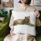 mayura_photoの若いオスライオン Cushion