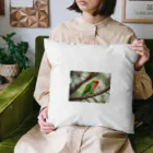 Kokoro-nagomu-Nagomiの鳥5　コザクラインコ Cushion