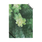 TATTUの花壇の植物 ノート