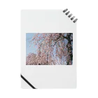 多治見健哉の桜の雨 Notebook