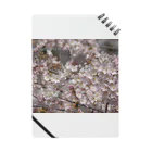 hiroki-naraの光景　sight0053　桜　2015_009　サクラ ノート